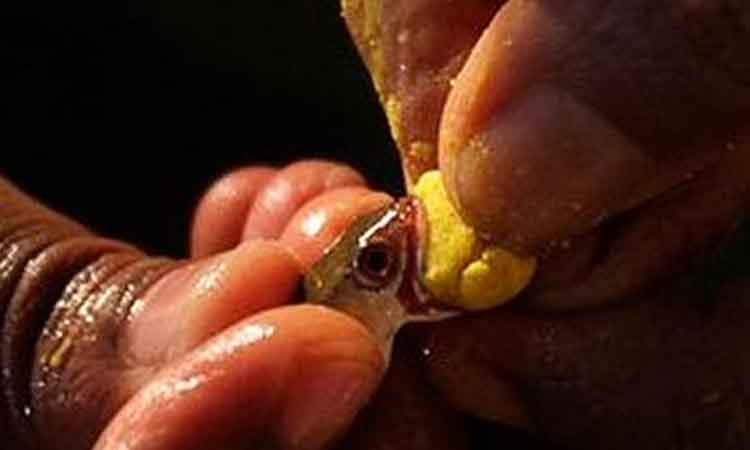 Fish Medicine 2
