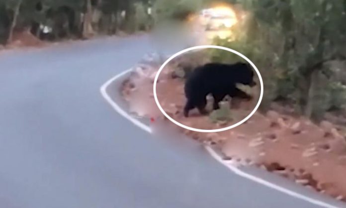 Bear appeared in Srisailam