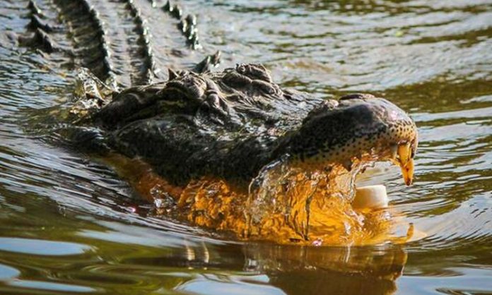 Mother throws 6-year-old son into crocodile-infested river