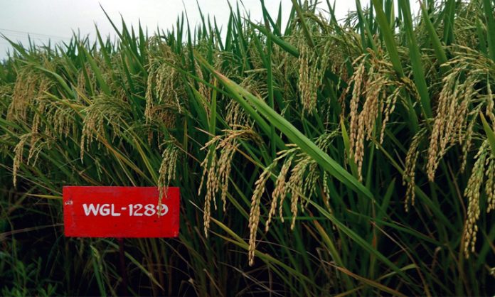 four types of Rice Varieties Released
