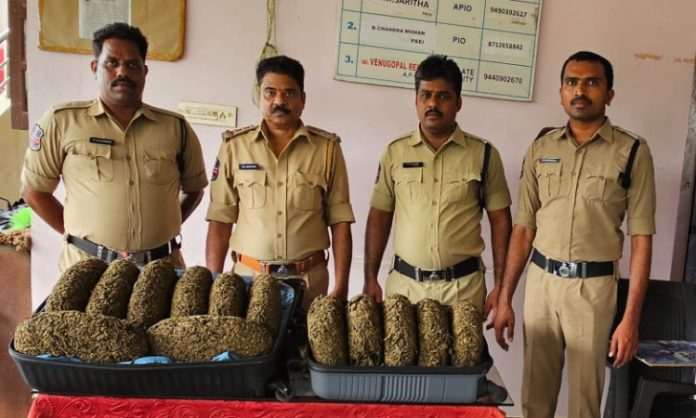Cannabis captured in Khammam
