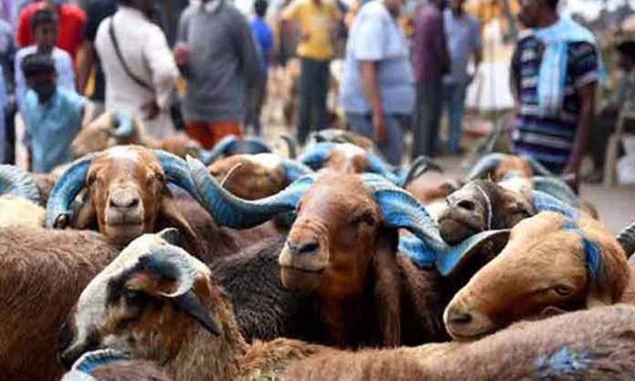 Telangana Govt probe on sheep distribution
