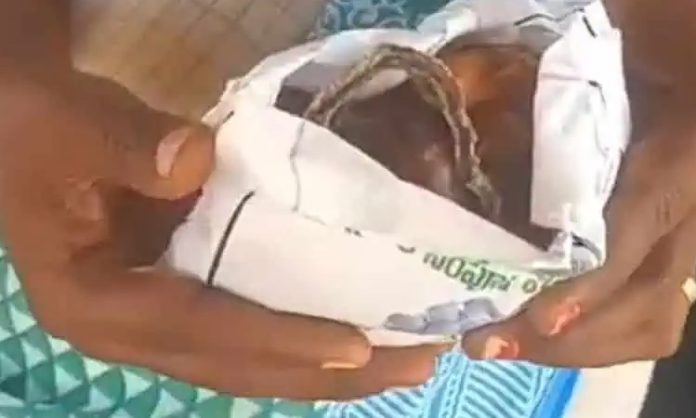 Snake carcass found in Anganwadi center food