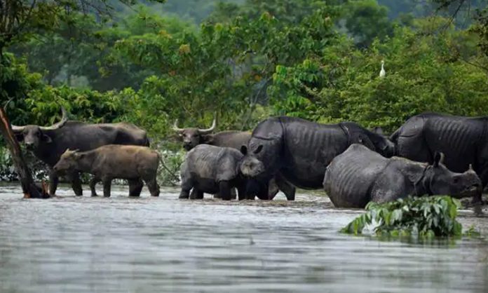 wild animals in Kaziranga Park