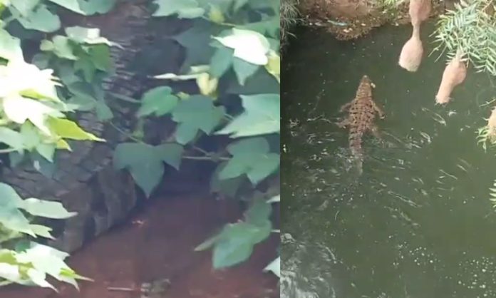 Crocodile found in Cotton farm