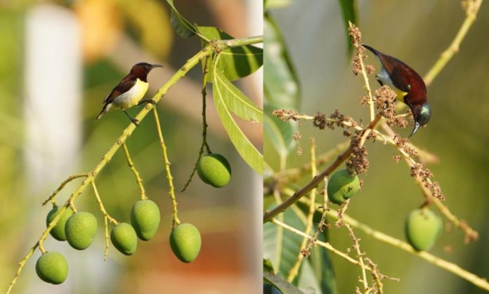 Birds eat mangoes