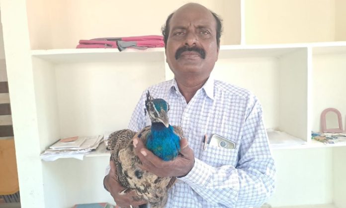 Peacock handed over to forest officer