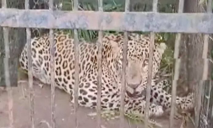 Leopard trapped in cage in icrisat