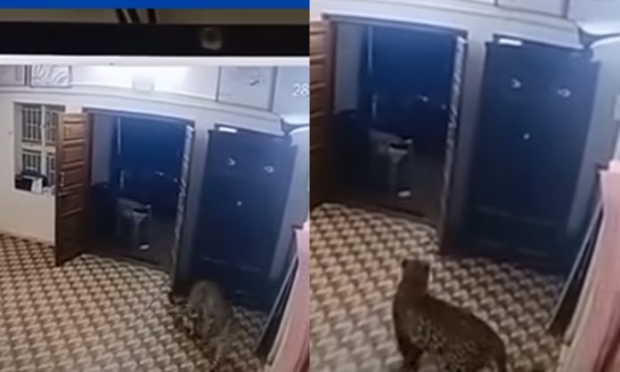 Leopard enter into Police station
