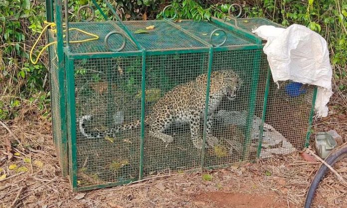 Leopard trapped in cage