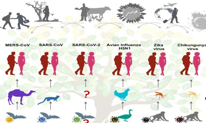 Pandemic diseases essay