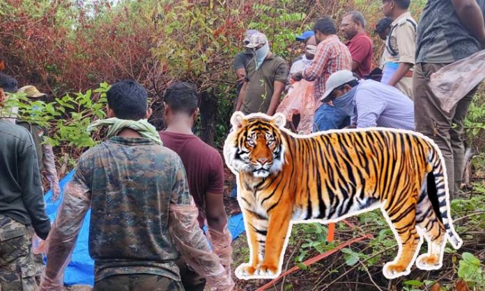Tiger deadbody found in mathadi