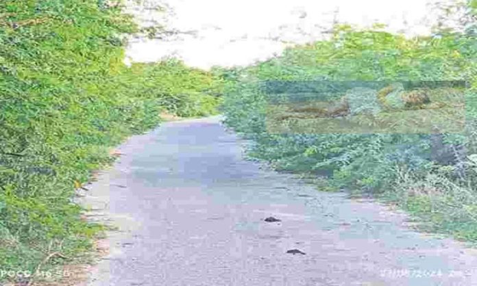 Women found Bushes
