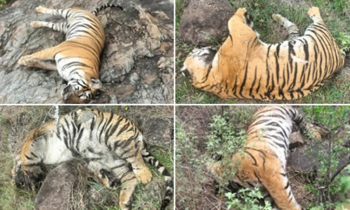 Five tigers dead Chamarajanagara