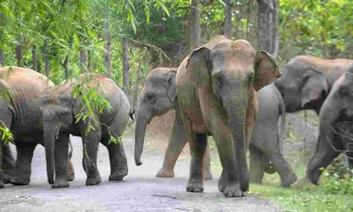 elephants roams Srivari Mettu path