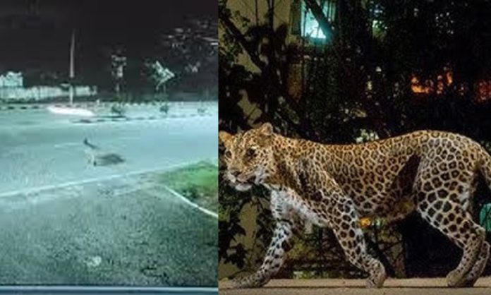 Leopard roaming in Manchirevula