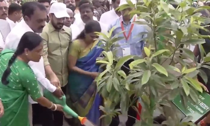 CM plants Rudraksha plant