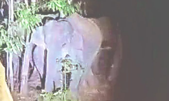 Elephants found Tirumala ghat road