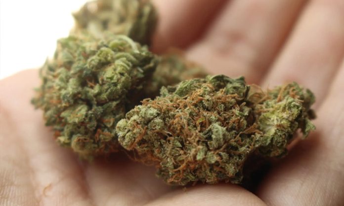 Cannabis