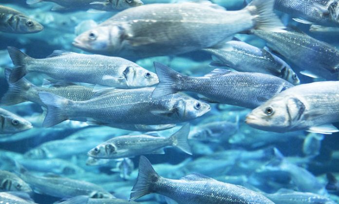 fish waste organic fertilizer