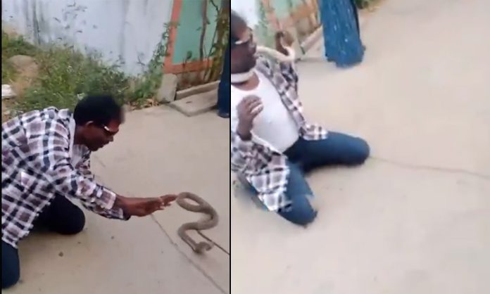 Drunker danced with cobra