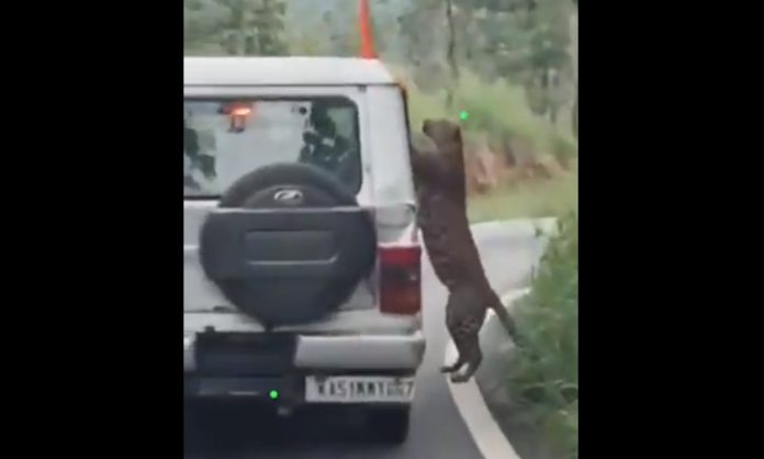 Leopard attack on Boy in Karnataka