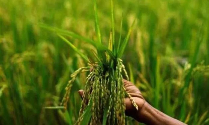 cloudbursts damage agriculture