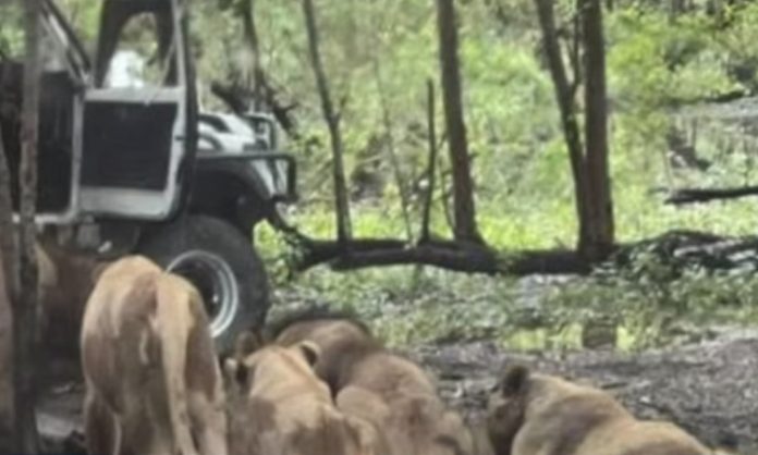 Lion attack Zookeeper